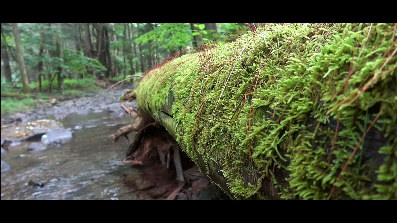 Native Brook Trout Fly Fishing Film
