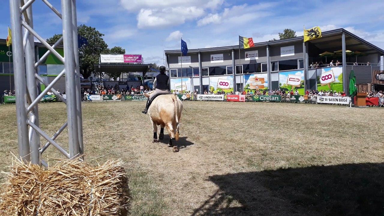 Aston, le taureau qui fait le cheval