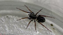 Can any spider beat the Ant Spider
