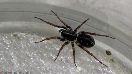 Can any spider beat the Ant Spider