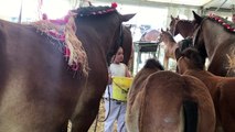 Concours du Cheval de Trait Ardennais à la Foire agricole de Libramont 2018