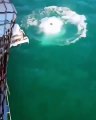 Ce soldat saute à l'eau et un requin tente de le mordre immédiatement ! Marine Française - 2018