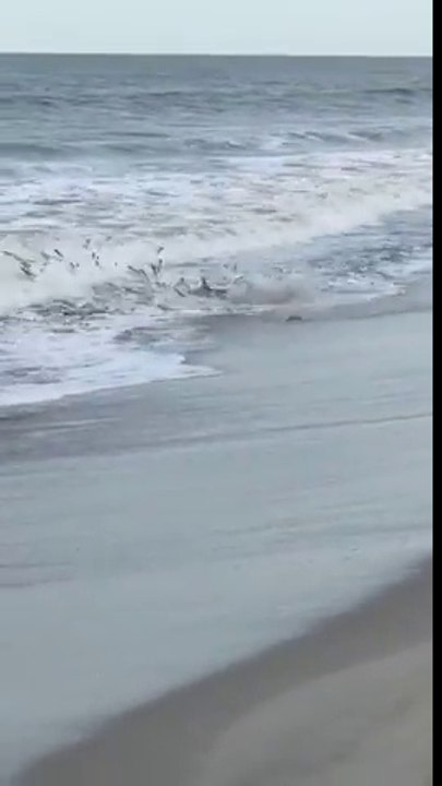 Pour manger ce requin nage au milieu des touristes sur la plage !