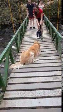 Pont suspendu : ce chien refuse de le traverser par peur de tomber !