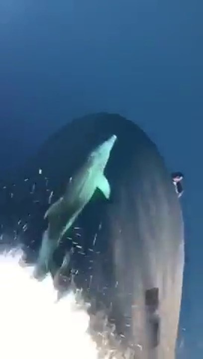 Ce dauphin précède un navire lancé à pleine vitesse dans l'océan !