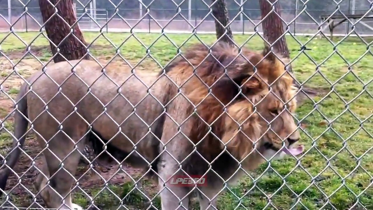 The Amazing Friendship of Man Hugging Caged Lions