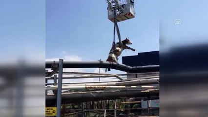 Çamura saplanan inek kurtarıldı - KOCAELİ