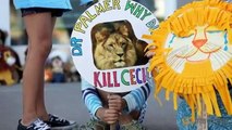 Minnesota Dentist Who Killed Zimbabwe Lion Draws Threats, Protests