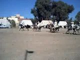 Guercif moussem zitoune 2007 (7)