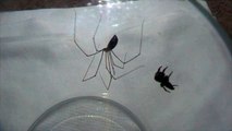 Jumping Spider vs Cellar Spider