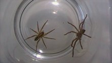 Huntsman Vs Wolf Spider