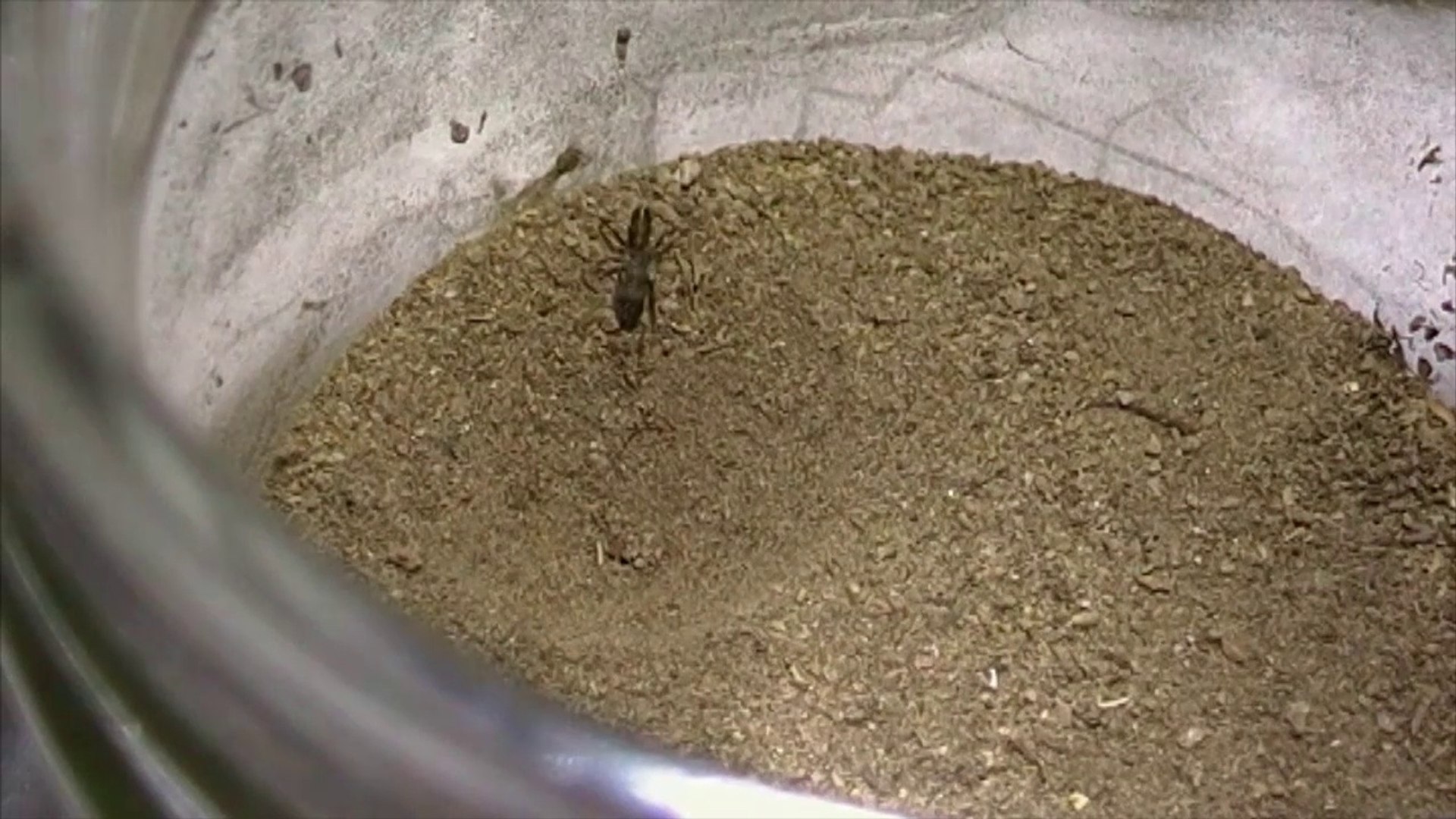 ⁣Green Ant (Green-head ant) vs Antlion
