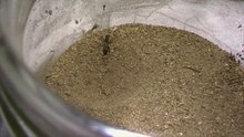 Green Ant (Green-head ant) vs Antlion