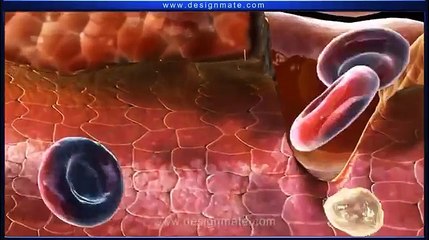English Blood Clotting