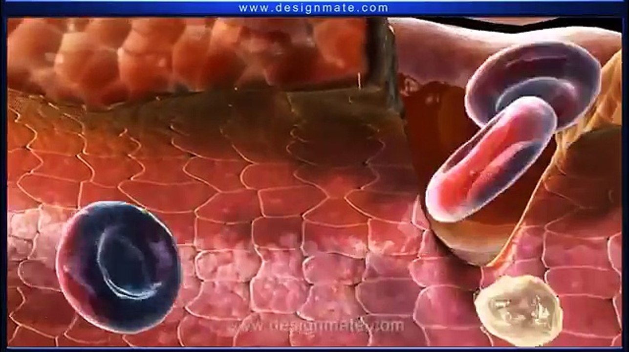 English Blood Clotting