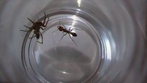 Bull Ant vs White Tailed Spider