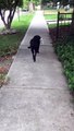 Sweet dog takes beagle stuffed animal on morning stroll