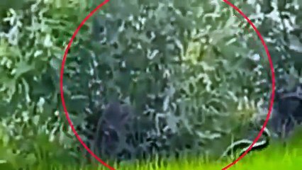 2 dal sanke kenekoi jur jai  ai videoto sale dehapabo ll