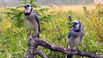 How To Tell Male And Female Blue Jays Apart Is It Even Possible?