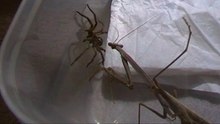 Wolf Spider vs Praying Mantis