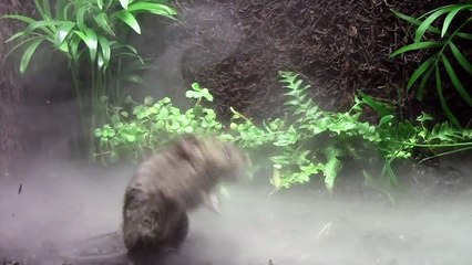 Alston's singing mouse (Scotinomys teguina) calling in the clouds