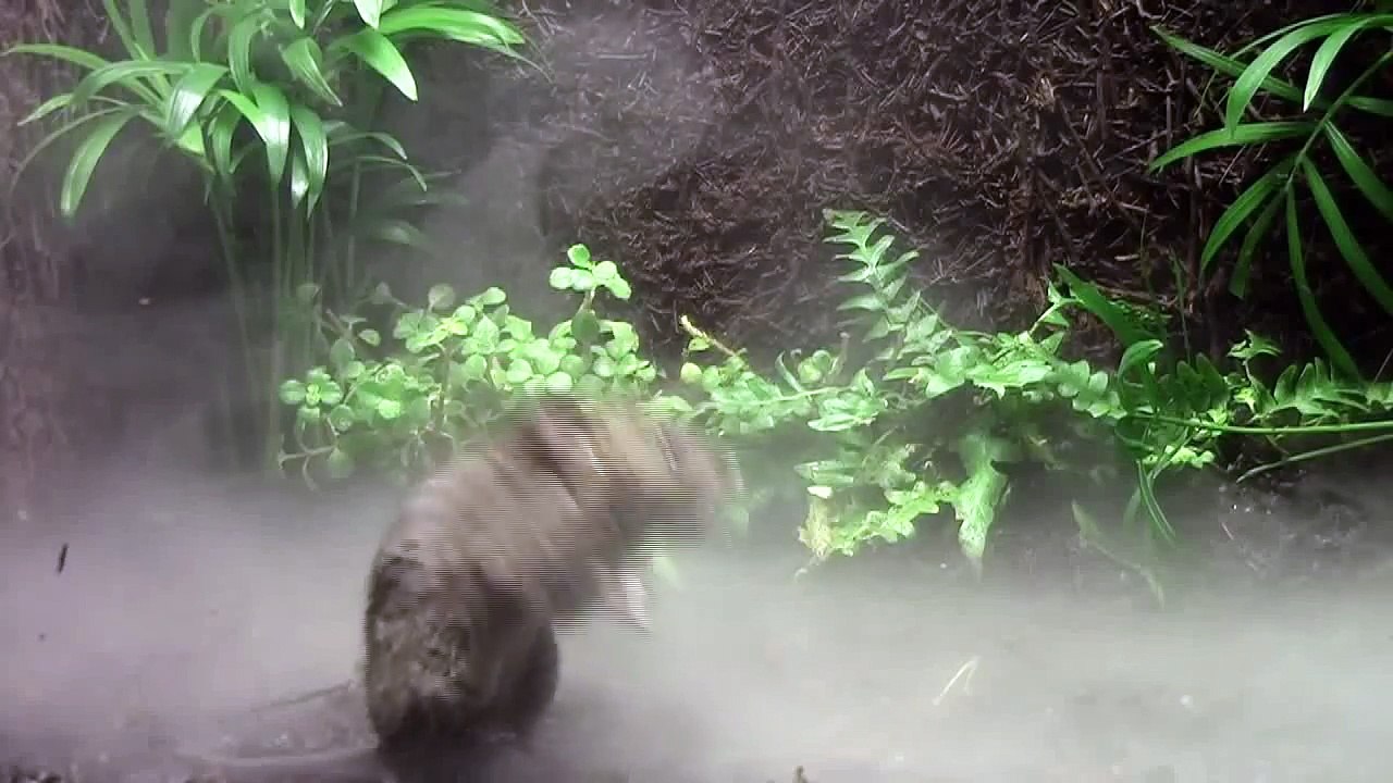 Alston's singing mouse (Scotinomys teguina) calling in the clouds