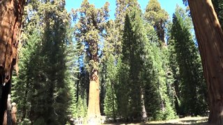 Incredible View Of General Sherman Tree, Sequoia National Park, Sony DSC-HX300