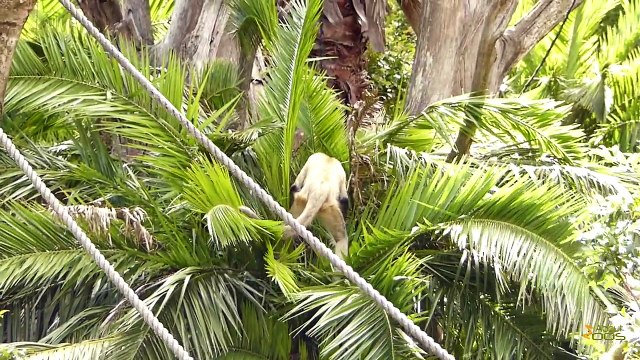 Black-handed spider monkeys enjoying themselves at Auckland Zoo