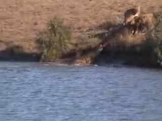 COMBAT ENTRE LES LIONES ET LES CROCODILES-LA CHASSE D UN BUF
