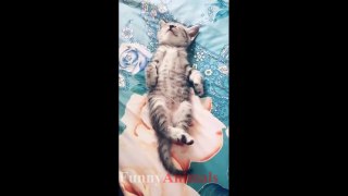 Funny Cat Videos Compilation 2018 - TRY NOT TO LAUGH or GRIN