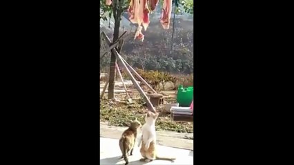 cat was desperate for some of that drying meat