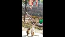 cat was desperate for some of that drying meat