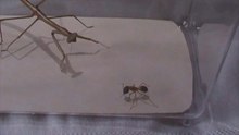 Sugar Ant vs Praying Mantis