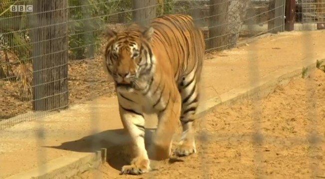BBC1_Look North (East Yorkshire & Lincolnshire) 29Jul18 - Wolds Wildlife Park