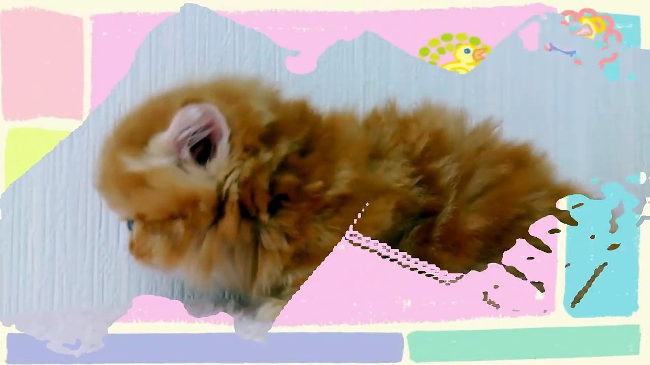 Fluffy Orange Kitten With Blue Eyes | Too Cute!