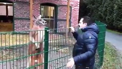 kangurunun sahte mehdi tuncer çiftçi ile imtihanı