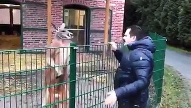 kangurunun sahte mehdi tuncer çiftçi ile imtihanı