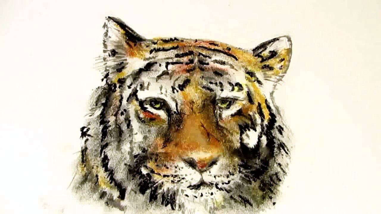 Comment dessiner un tigre raconté étape par étape