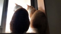 窓の外にセミを発見した猫たち