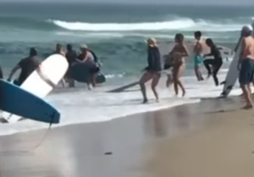 Surfers Flee Cape Cod Waters as Shark Attacks Seal at Nauset Beach