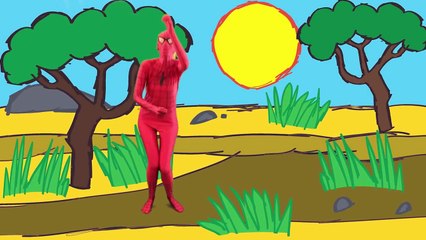 Spiderman & Pink Spidergirl Finger Family ★ Real Life Superhero Daddy Finger Song for Kids