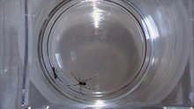 Redback Spider vs Green Ant