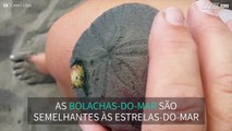 Bizarro: Bolacha-do-mar tem centenas de 