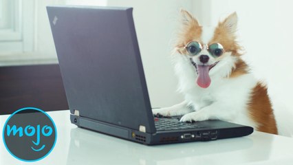 Another Top 10 Intelligent Animals