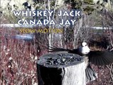 JAY Birds Canada Jays (aka: Gray Jay, Whiskey Jack, Camp Robber) Slow Motion Yukon, Canada