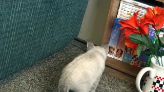 Kitten meets rabbit again!