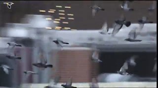 Rock Pigeons flying through city