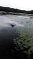 Hero dog saves baby bird struggling to stay afloat