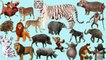 apprendre les animaux de la savane en français || son danimaux pour bébé