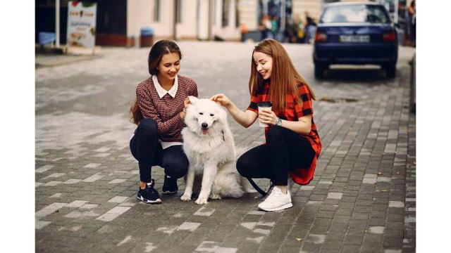 Pet Sitting Services in Norfolk, MA - Reasons Why You Need a Pet Sitter